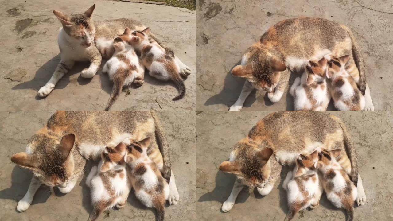 母猫喂养婴儿