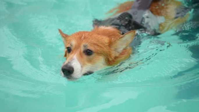 小狗在游泳池玩耍萌宠狗狗视频素材