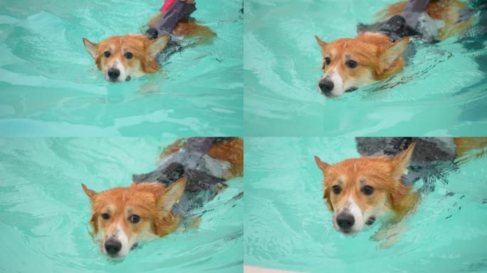 小狗在游泳池玩耍萌宠狗狗视频素材