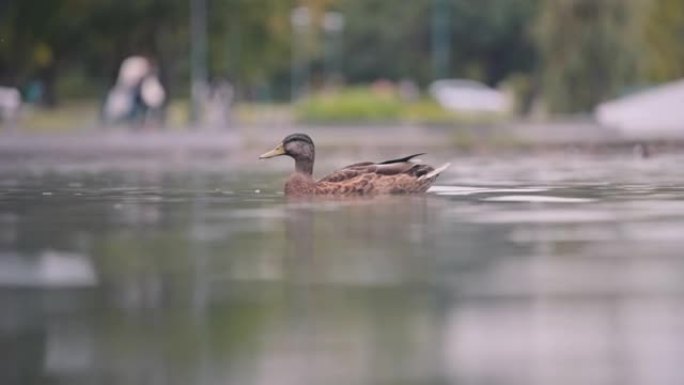 鸭子在下雨的时候漂浮
