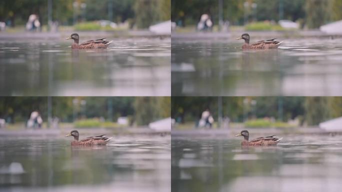 鸭子在下雨的时候漂浮