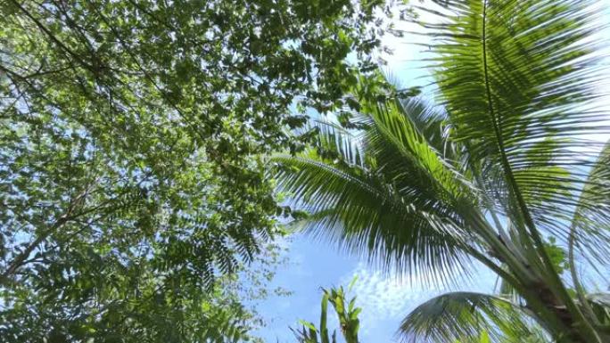 热带椰子棕榈叶摇曳
