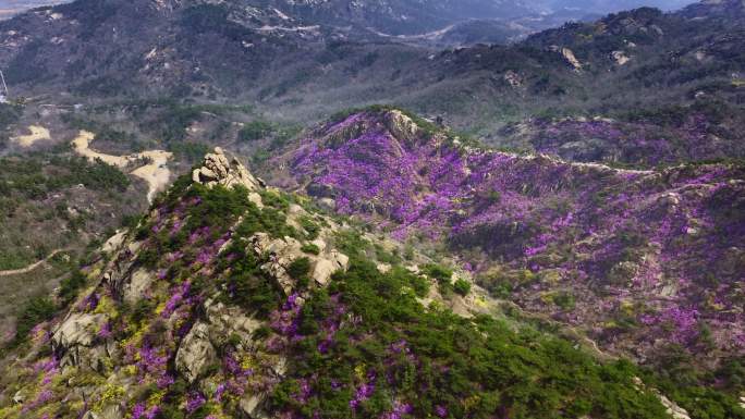 青岛大珠山杜鹃花春天的景色