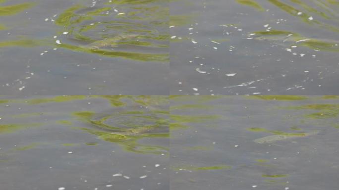 河表面上的褐鳟鱼的高帧率侧视图