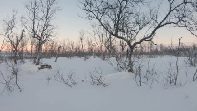 在瑞典北部寒冷的冬天，深雪中的树木。大自然中的日出。