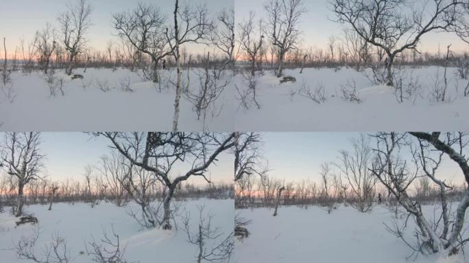 在瑞典北部寒冷的冬天，深雪中的树木。大自然中的日出。