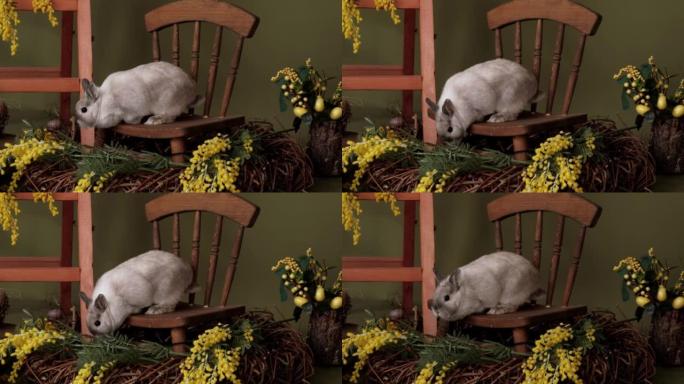 灰色的兔子在木椅上的复活节装饰，上面有黄色的含羞草花。春天和复活节的概念。