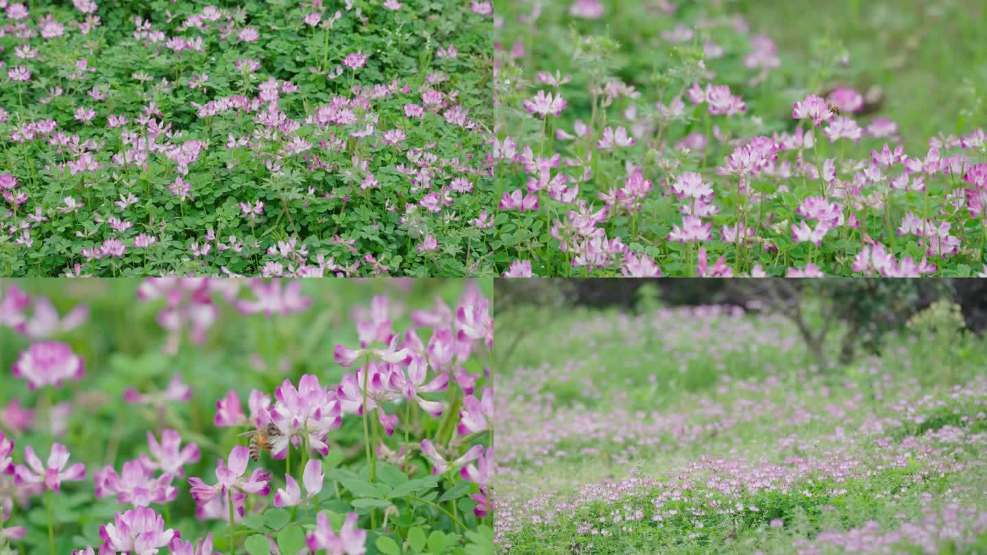 春天紫云英开花小蜜蜂