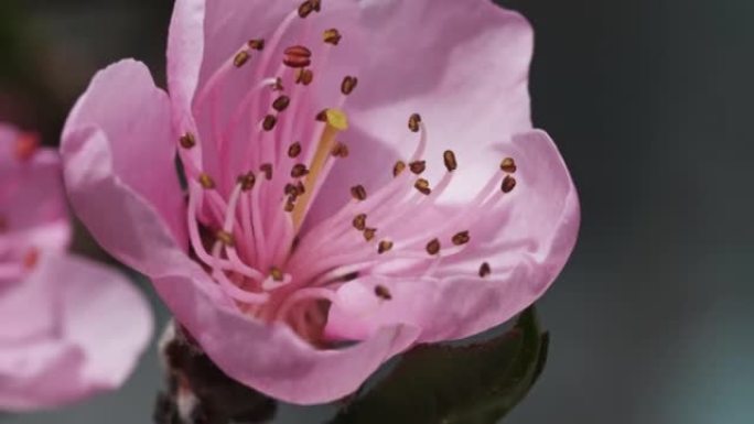 春天的桃树花