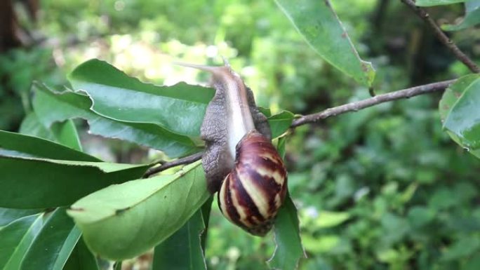 一只蜗牛在树叶上爬行