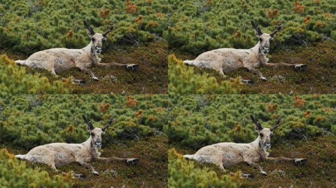 一只年轻的驯鹿躺在地上，吃东西，看着相机。