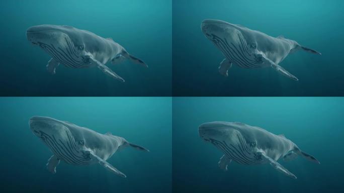 在海洋或海洋中水下游泳蓝鲸。逼真的3d数字动画。