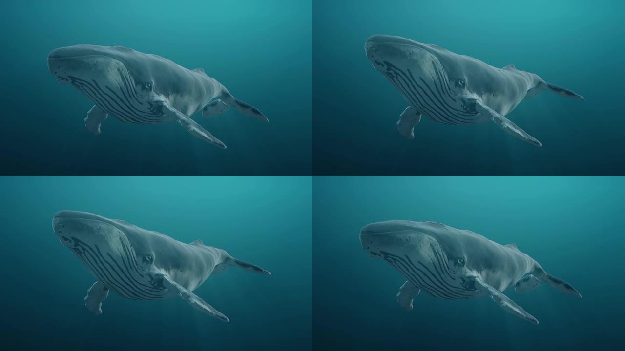 在海洋或海洋中水下游泳蓝鲸。逼真的3d数字动画。
