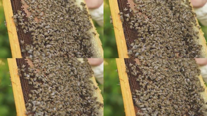 蜂群蜂巢上蜜蜂的特写。养蜂业。天然产物
