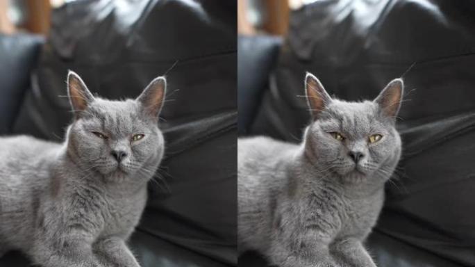 一只7个月大的直发Selkirk Rex灰色雄性小猫叫Zen