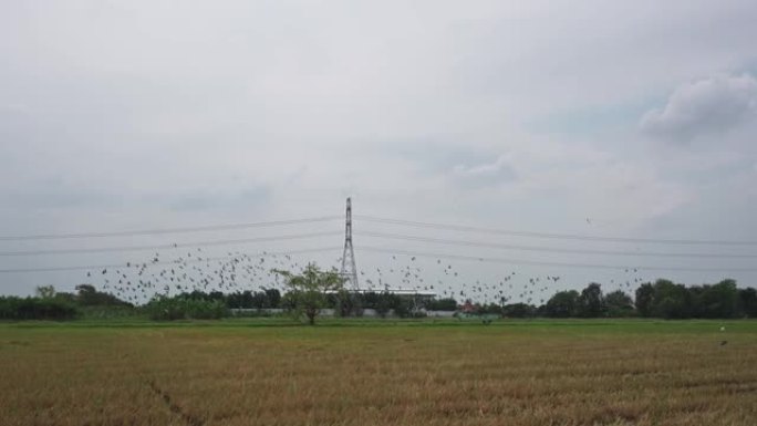 鸽子鸟群在稻田上飞来草料