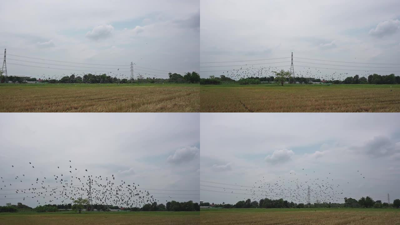 鸽子鸟群在稻田上飞来草料