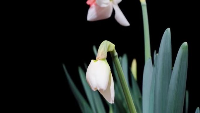 盛开的白色水仙花水仙花的延时镜头 (水仙花) 小号水仙花孤立在黑色背景上，从芽到满花，4k视频。