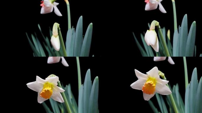 盛开的白色水仙花水仙花的延时镜头 (水仙花) 小号水仙花孤立在黑色背景上，从芽到满花，4k视频。