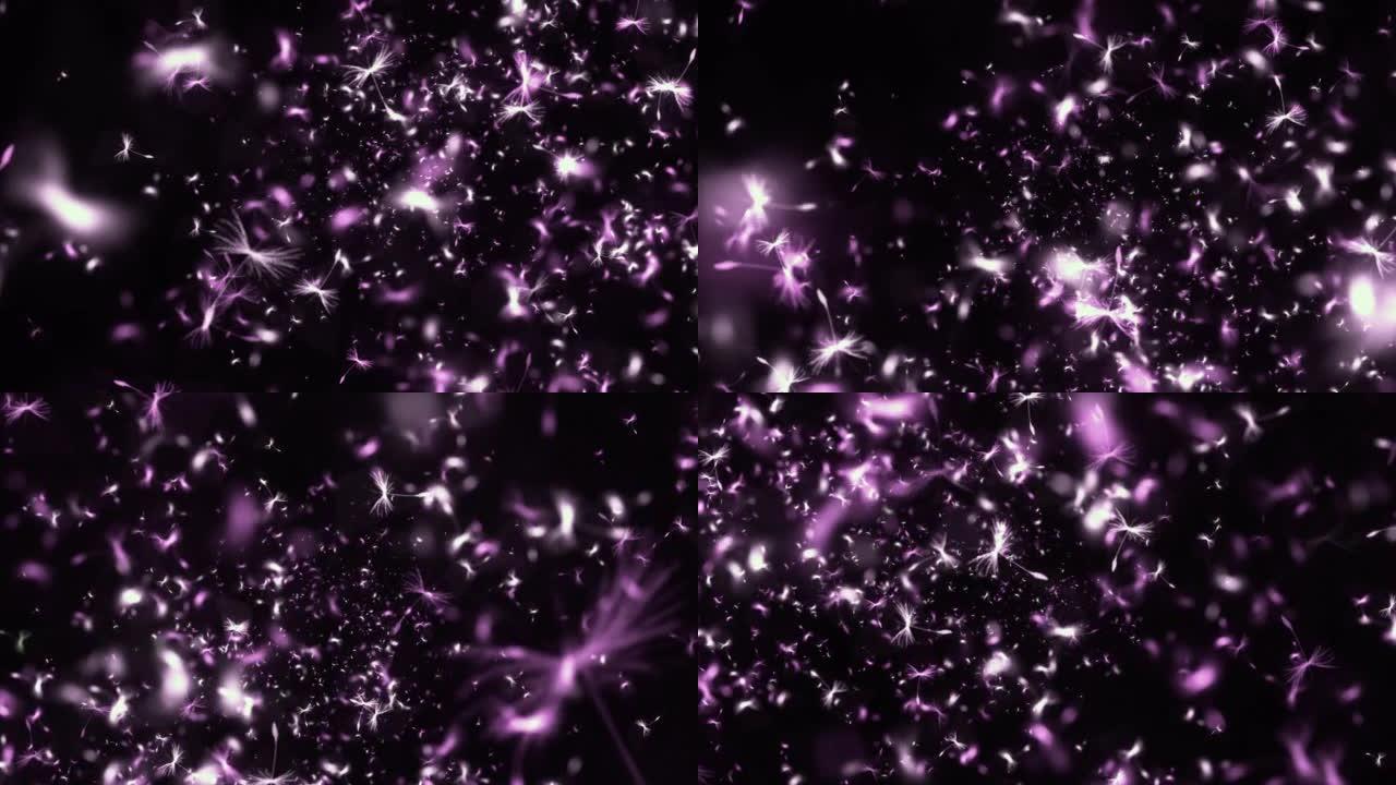 蒲公英的种子平静地漂浮在白色和紫色的空间中，动画用于冥想和背景运动，计算机图形
