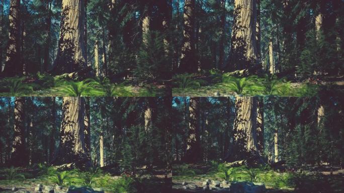 加利福尼亚山脉红杉国家公园的巨型红杉森林