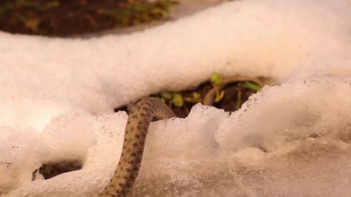 初春冬眠中出现的蛇在阳光明媚的日子在雪地里爬行。
水蛇是一种欧亚无毒蛇，属于骰子蛇科。
爬行动物，野