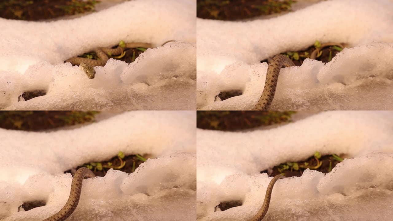 初春冬眠中出现的蛇在阳光明媚的日子在雪地里爬行。
水蛇是一种欧亚无毒蛇，属于骰子蛇科。
爬行动物，野