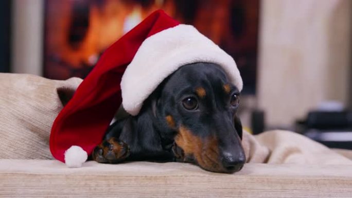 戴着节日圣诞老人帽子的黑色腊肠犬坐在沙发上，靠着壁炉，在温暖舒适的氛围中吠叫