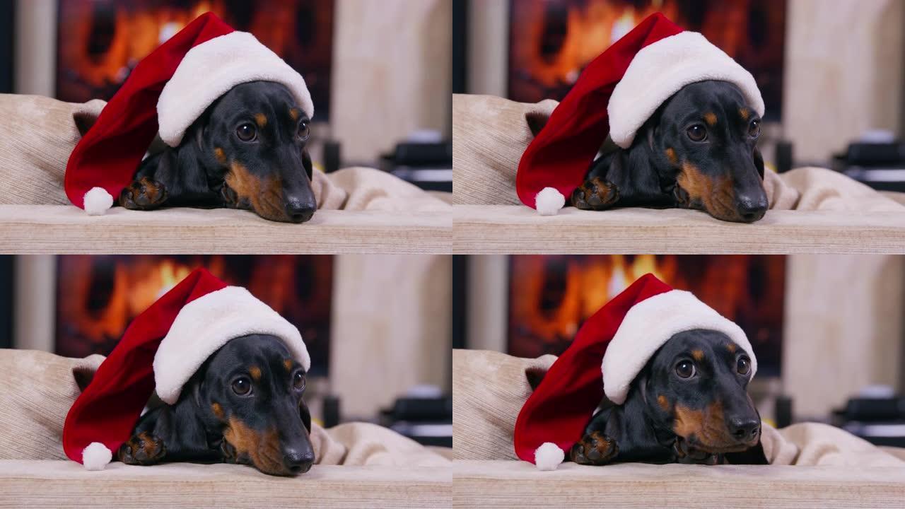 戴着节日圣诞老人帽子的黑色腊肠犬坐在沙发上，靠着壁炉，在温暖舒适的氛围中吠叫