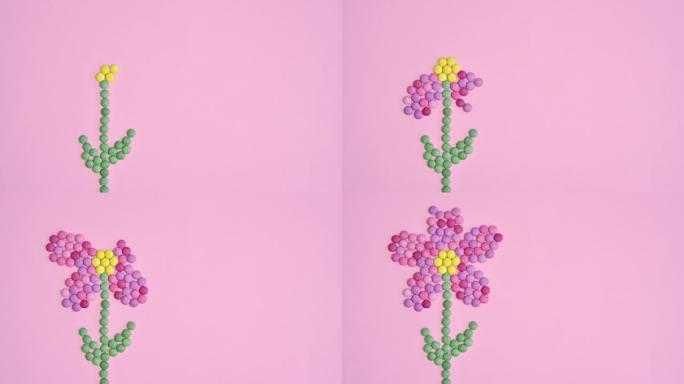 彩色圆形糖果在柔和的粉红色背景上制作创意花。停止运动平放弹簧概念