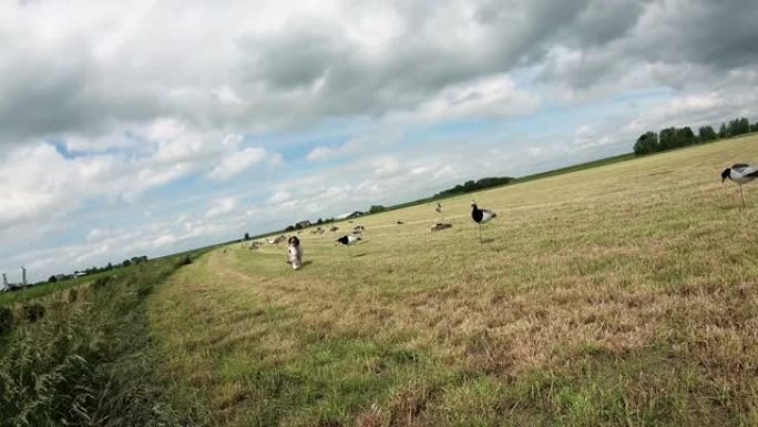 纯种猎狗从秋天的高草中取回一只野鸡。股票视频