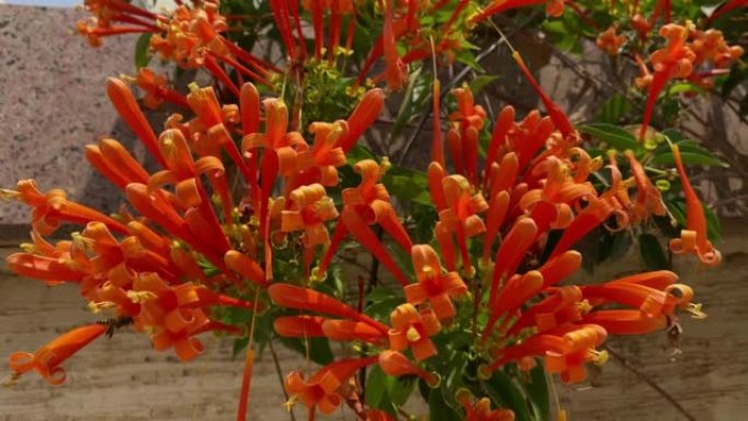 Pyrostegia venusta，也通常称为flamevine或orange trumpetvi