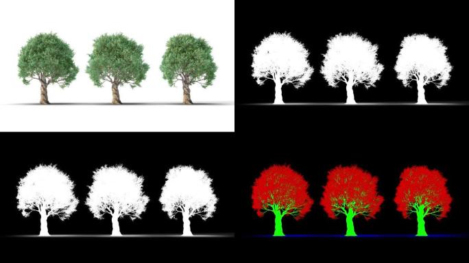 白色背景上的树与哑光阿尔法