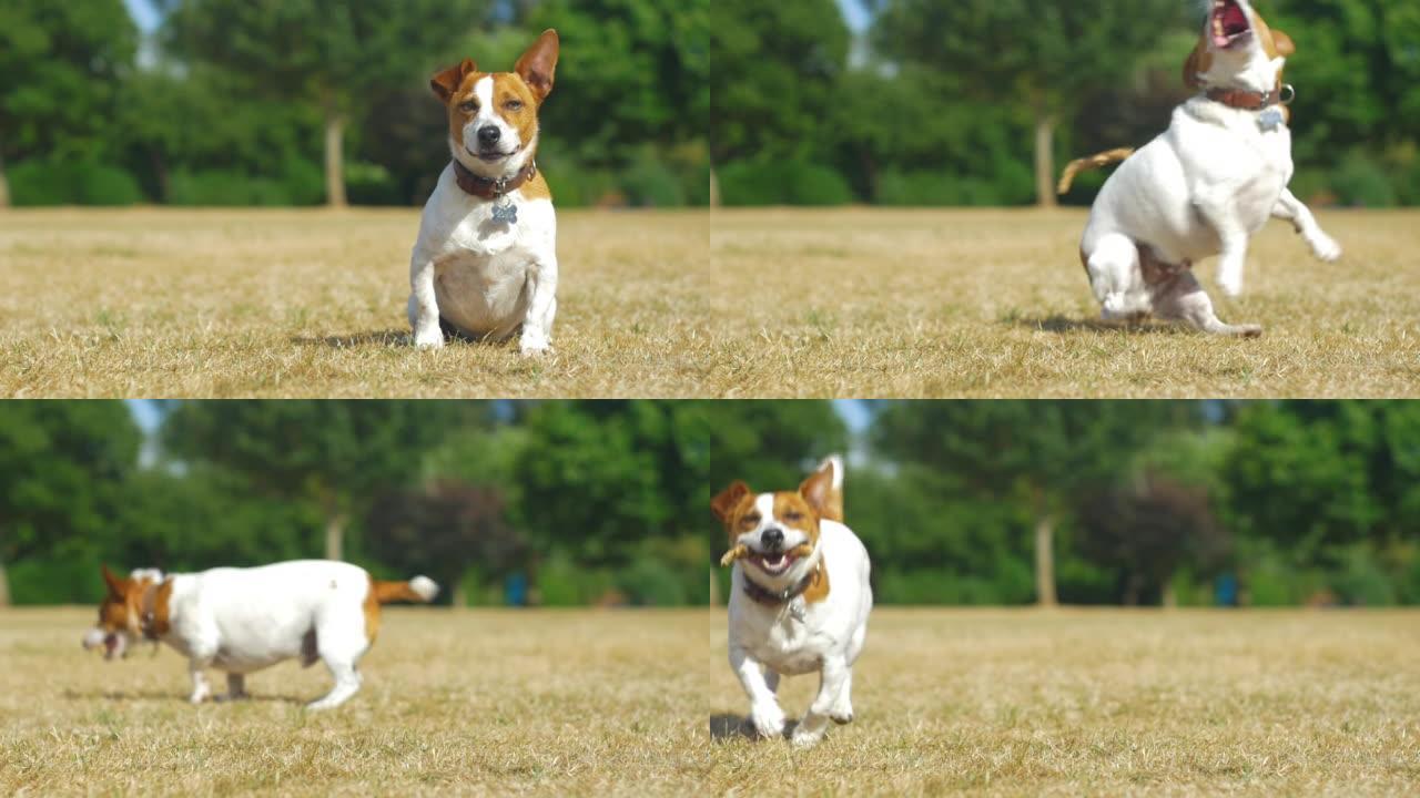 杰克罗素狗在公园玩捡球。慢动作