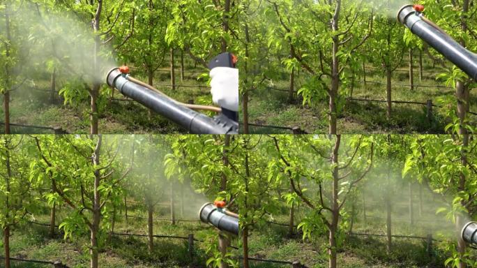 农民使用电动背包吹雾器喷洒果树-慢动作视频