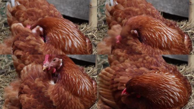 有机养鸡场饲养动物饲养屋内，大量养鸡、家禽