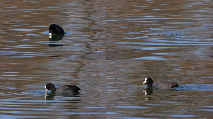 欧亚的coot，Fulica atra在德国慕尼黑的Kleinhesseloher湖上游泳