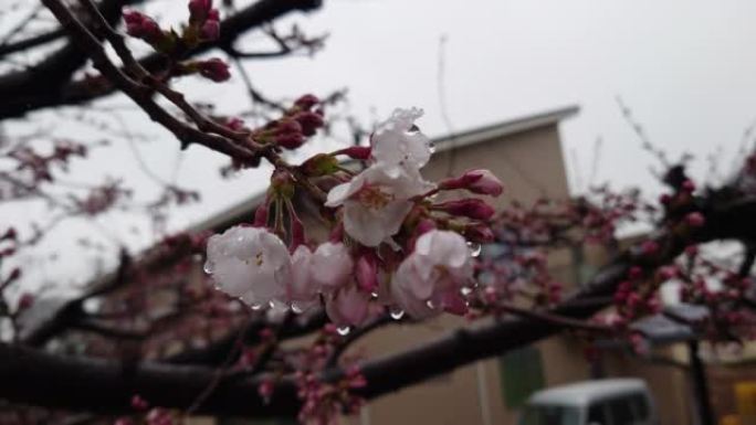 雨夹雪和雨滴，春天的寒潮和樱花