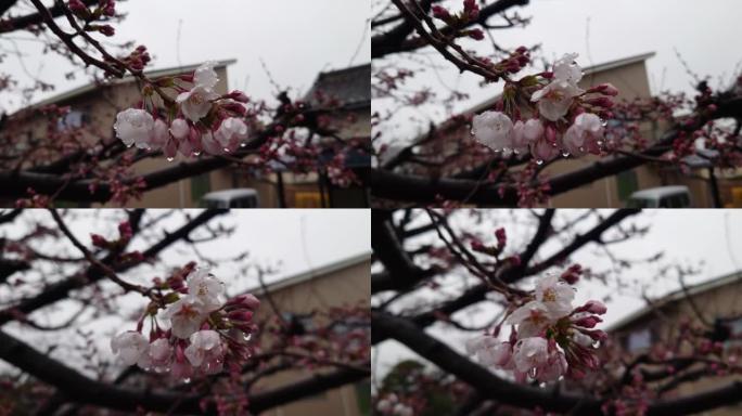 雨夹雪和雨滴，春天的寒潮和樱花