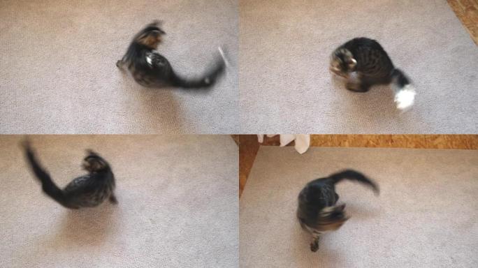 虎斑猫跳着玩着自己，围成一圈跑来跑去。小猫正在转向它的尾巴。凯蒂抓住它的尾巴。有趣的家畜。愚蠢的滑稽