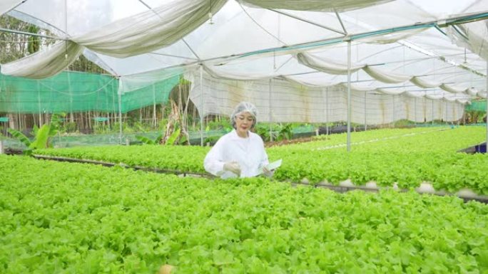 亚洲女性科学家使用设备和数字平板电脑在温室实验中检查水培植物中有机蔬菜实验的质量和数量结果。