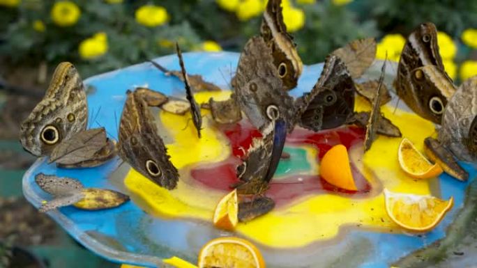 一群蝴蝶在阿联酋迪拜的桌子上