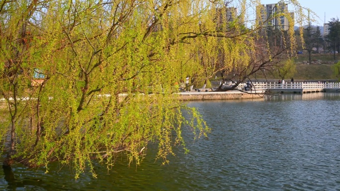 春天湖边的柳树柳枝随风摇曳焕发活力
