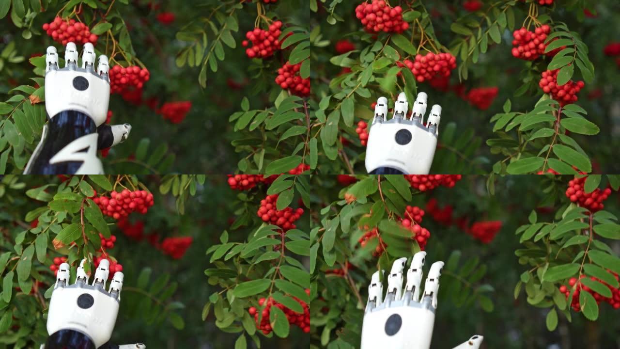 仿生手的特写。一只机械手触摸着一棵花楸树。现代技术和机器人技术为残疾人提供了新的机会。一个戴着假手的