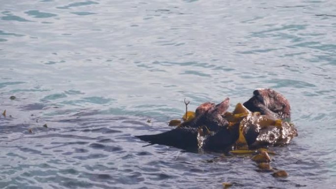 野生海獭海洋动物在海水中游泳，加利福尼亚海岸野生动物。