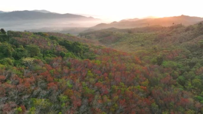 泰国南部秋天橡胶树变色为红叶的空中无人机日出场景