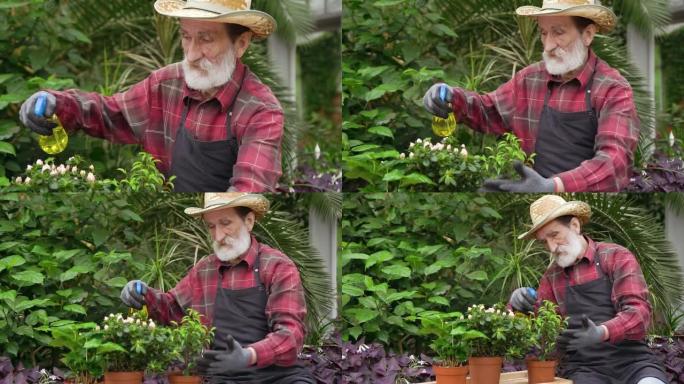 严肃英俊勤劳的大胡子退休男园丁在温室工作时使用喷雾器给花盆浇水