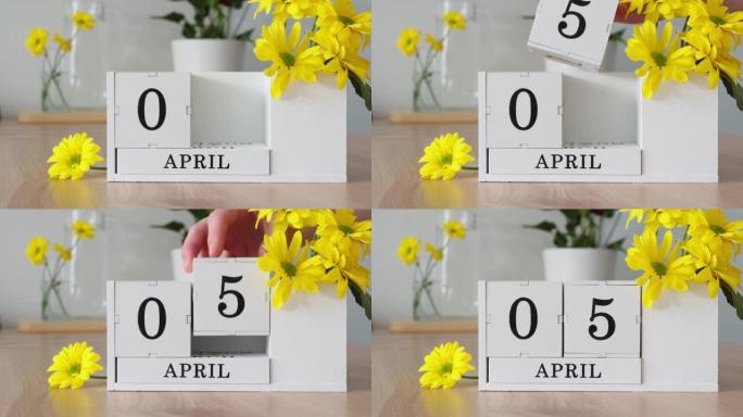 春季月份4月5日。女人的手翻过一个立方历法。黄色花朵旁边的桌子上的白色万年历。在一个月内更改日期。一
