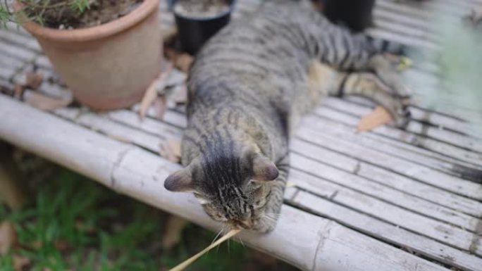 虎斑猫在竹凳上玩丝带