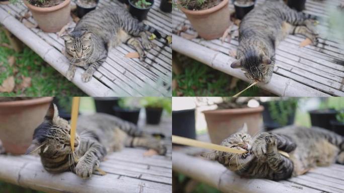 虎斑猫在竹凳上玩丝带